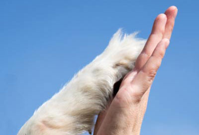Hundeschule - Co-Dogs